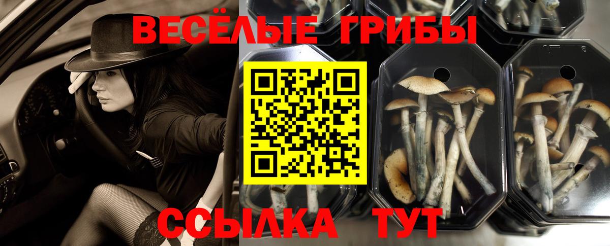Псилоцибиновые грибы Cubensis Черкесск